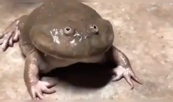 Vía Facebook: tocan la piel de una rana y este tiene inesperada reacción [VIDEO]