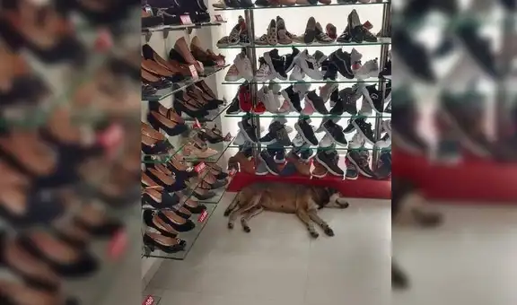 Gerente se niega a botar a un perro callejero del local pese a quejas de clientes [FOTOS]
