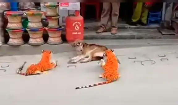 Le hacen cruel broma a perro con peluches de tigres y can huye despavorido [VIDEO] 