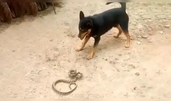YouTube viral: Perro encuentra a peligrosa serpiente asesina y hace esto para salvar la vida de su amo 
