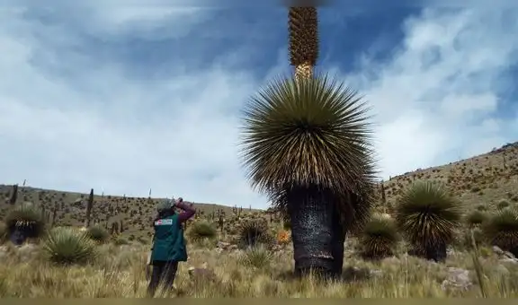 Puno: queman más de mil árboles de Puya Raimondi [FOTOS]