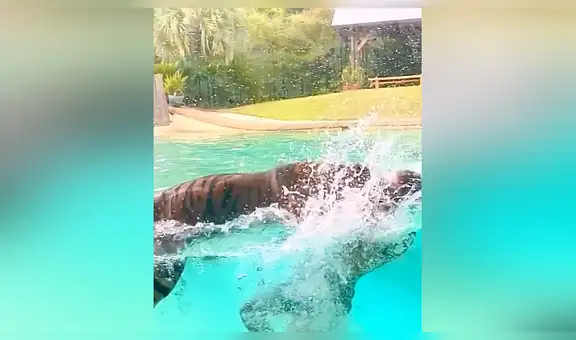 Joven se lanza a la piscina junto a enorme tigre y este se comporta como si fuera un tierno animal [VIDEO]