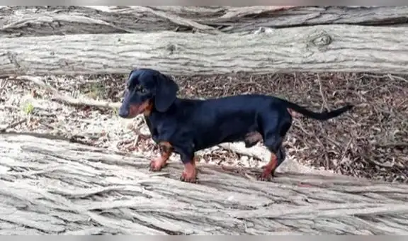 Niña se hace viral tras crear manual con dibujos para que cuiden a su perro [FOTOS]