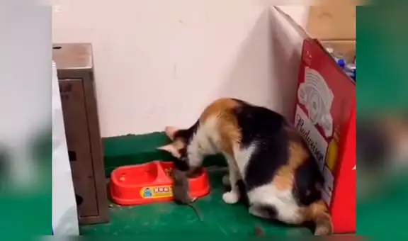 Siguen a gato que parece haber atrapado un ratón y los descubren teniendo insólita conducta [VIDEO]