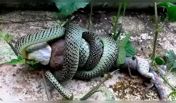 Mujer revisa su patio trasero y encuentra a voraz serpiente engullendo a otro reptil [VIDEO]