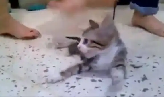 Buscan a niñas que se grabaron matando a un gato para cumplir reto viral en las redes