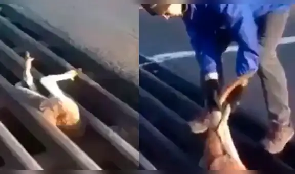 Facebook: hombre se gana el aplauso de miles al salvar a un canguro atrapado en una rejilla