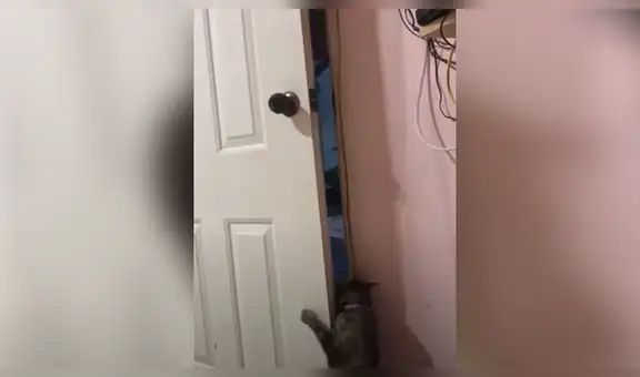 Revisa cámara y descubre lo que hacía su gato para ir a buscar a sus amigos [VIDEO]