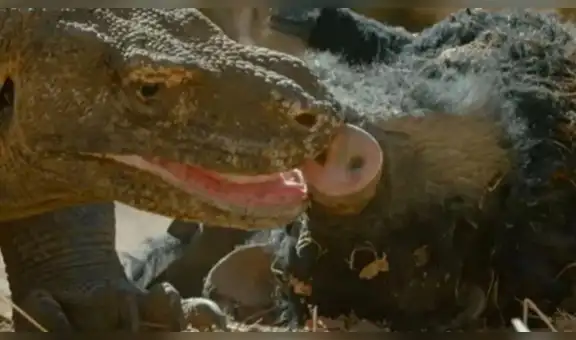 Ponen cámara en jabalí robot y graban feroz ataque de dragones de Komodo [VIDEO]