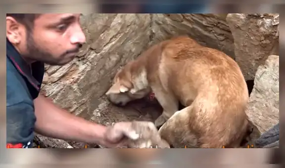 Perra ayuda a cavar enorme hoyo para rescatar a sus cachorros enterrados [VIDEO]