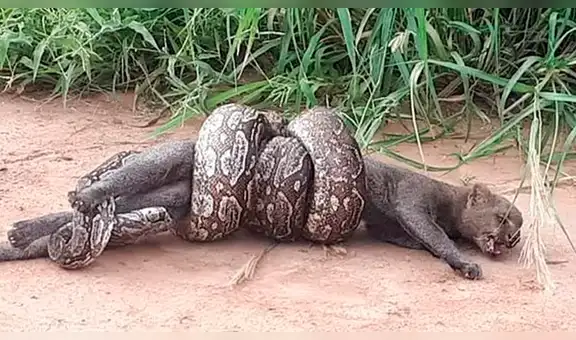 Facebook viral: hombres captan momento en que una lampalagua abre sus mandíbulas para devorar a puma [FOTOS]