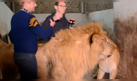YouTube viral: leones aparecen mientras reportero entrevista a cuidador y sucede esto [VIDEO]