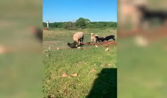 Gallina se enfrenta a una oveja para proteger a sus polluelos [VIDEO]