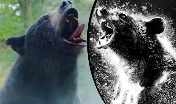 “Cocaine bear” lanza tráiler: oso se come una bolsa de cocaína y desata sangrienta cacería