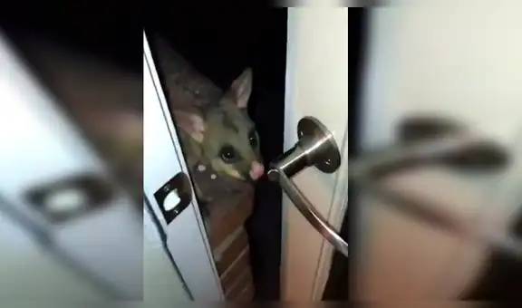 Curioso animal visita la casa de una chica todos los días para pedirle comida [VIDEO]