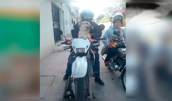 Perro callejero es adoptado por policías y ahora les ayuda a combatir la delincuencia [FOTOS]