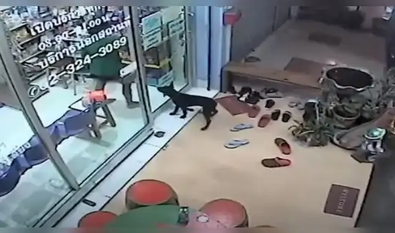 Perro se pierde y busca veterinaria a la que iba con su dueño para ‘pide ayuda’ [VIDEO]