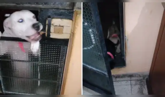 Perro abre la puerta de su casa para que entren a jugar unos animales que vivían en la calle [VIDEO]