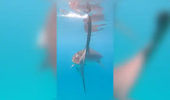 Buzo se topa con feroz tiburón tigre, lo persigue y se sucede lo inesperado [VIDEO]