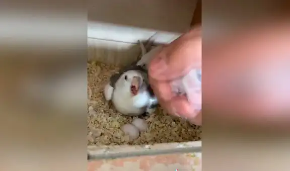 Cacatúa reacciona al creer que su dueño quería ‘llevarse’ a sus bebés