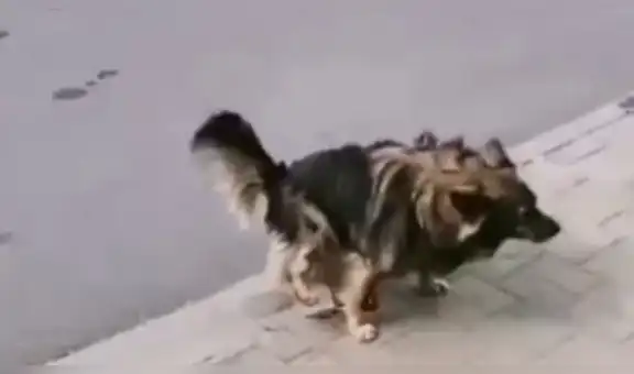 Le invita comida ‘chatarra’ a perro callejero y este tiene insólita reacción al verla [VIDEO]