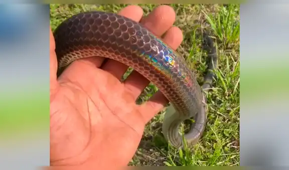 Joven atrapa con sus manos a letal serpiente y esta tiene insólita reacción [VIDEO]