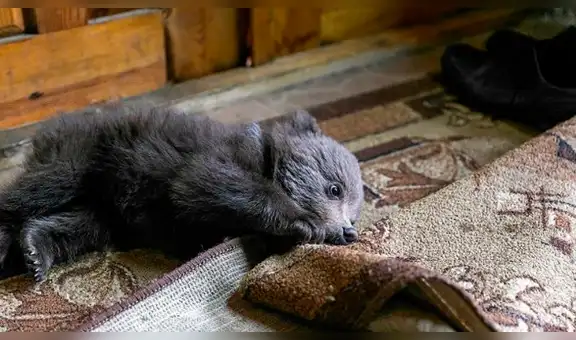 Hombre rescata a oso bebé y cuando descubrió que lo iban a sacrificar decidió hacer lo inesperado [FOTOS] 
