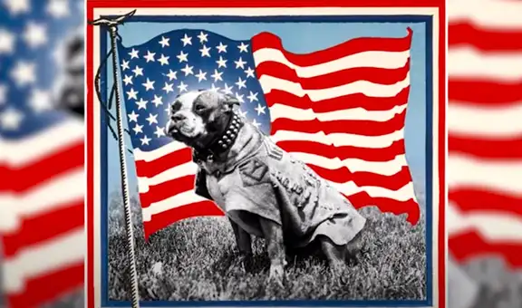 Conoce a Stubby, el perro que fue condecorado como sargento durante la Primera Guerra Mundial [VIDEO]