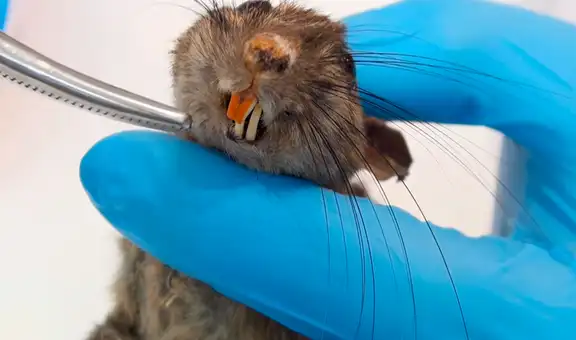 YouTube Viral: abre por la mitad a una rata y encuentra algo insólito en su interior [VIDEO]