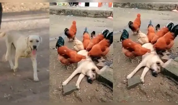 Facebook: perro callejero tenía muchas pulgas y gallos lo picotean para comérselas [VIDEO]