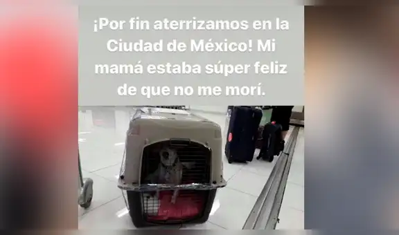 Perro se vuelve ‘influencer’ al ‘narrar’ su primer viaje en avión [FOTOS]