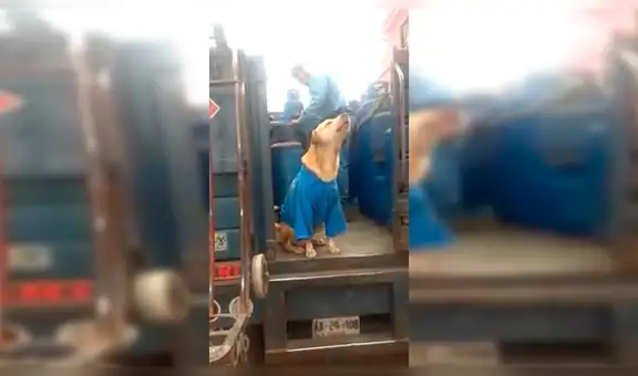 Facebook: Perro que "trabaja" vendiendo gas enamora a miles [VIDEO]