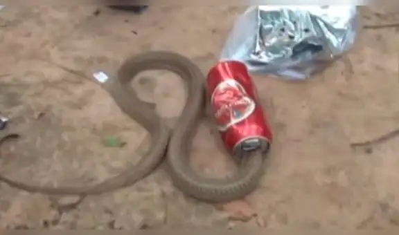 Rescató a cobra atrapada en una lata sin esperar su terrorífica reacción [VIDEO]