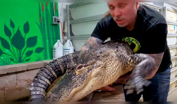 Arriesgado joven carga enorme cocodrilo y al acariciarlo el reptil tiene efusiva reacción [VIDEO]