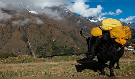 Yak del Himalaya y vaca común se aparean y tienen cría que luce así [VIDEO]