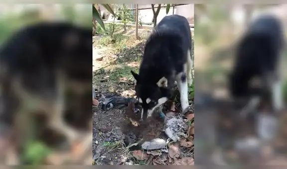 Perro hace un agujero en la tierra para enterrar a su cría que nació muerta [VIDEO]