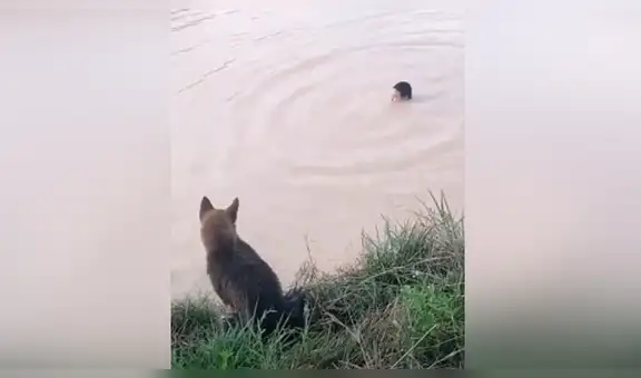 Joven simula ahogarse en el río y su perro se lanza al agua para ‘salvar’ a su dueño [VIDEO]