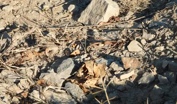 ¿Encuentras a la mariposa escondida entre las hojas? El nuevo reto visual que nadie supera [FOTOS]