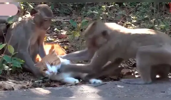 YouTube: gato utiliza curioso método para deshacerse de monos agresivos [VIDEO]