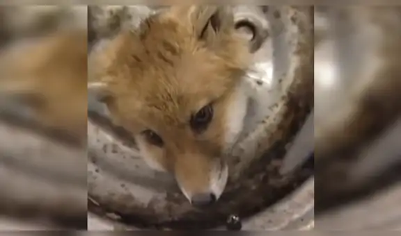 Rescatan a pequeño zorro que quedó atrapado en una llanta y escena conmueve a miles [VIDEO]