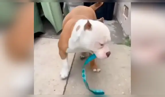 Perro ‘ruega’ a su dueño para dar un paseo y protagoniza emotiva escena [VIDEO] 