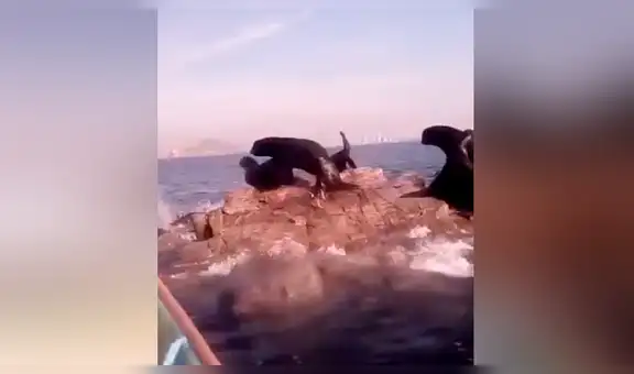 Travieso perro ve a un grupo de leones marinos en medio del mar y reacciona de forma insólita [VIDEO]