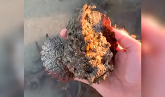 Joven arriesga su vida al levantar con la mano un pequeño pez piedra