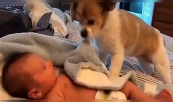 Mujer le pide a su perro que ‘cuide’ a su bebé y al regresar capta conmovedor momento [VIDEO] 
