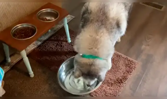 Perro pide a su dueña que le sirva más agua y protagoniza peculiar ‘berrinche’ [VIDEO]
