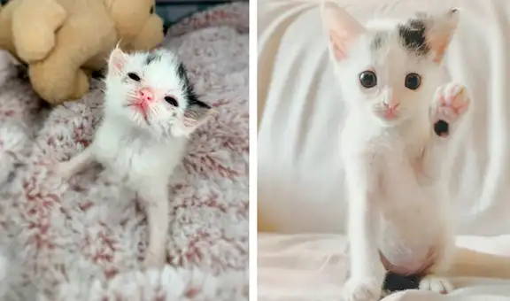 Gatita recibe ayuda tras perder a sus ‘hermanos’ y padecer problemas de salud