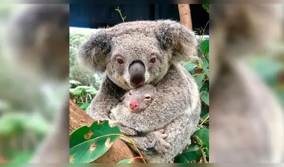 Australia: nace el primer koala luego de los incendios forestales