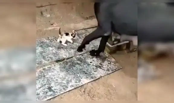 Perra rescata a pequeño gatos hambrientos y los lleva a su refugio para amamantarlos [VIDEO]