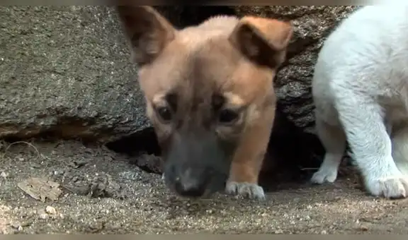 Jóvenes salvan la vida de dos perros callejeros que fueron abandonados dentro de una roca [VIDEO]