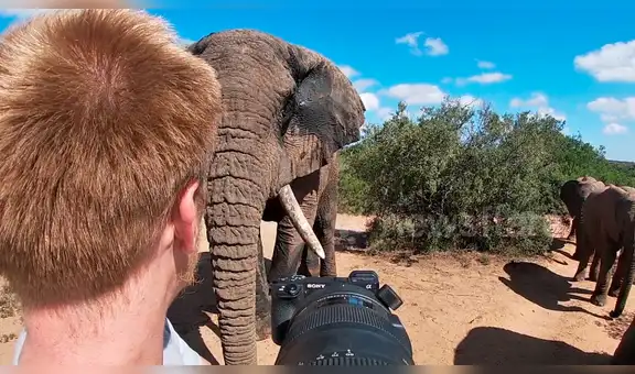 Turista graba aterrado su encuentro con una manada de elefantes salvajes [VIDEO]